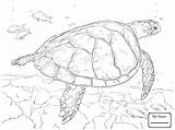 Turtle Coloring Realistic Sea Pages Hawksbill Drawing Printable Leatherback Animal Turtles Ocean Animals Loggerhead Detailed Supercoloring Baby Color Sheets Print sketch template