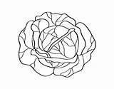 Cabbage Coloring Coloringcrew sketch template