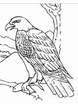 Coloring Hawk Eagle Bald Pages Book Falcon Bird Clip Clipart Printable Drawing Kids Color Animal Sheets Peregrine Draw Outline Cartoon sketch template