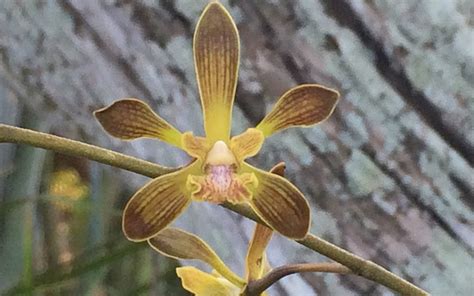 Florida Butterfly Orchid Hoot Acre Farm