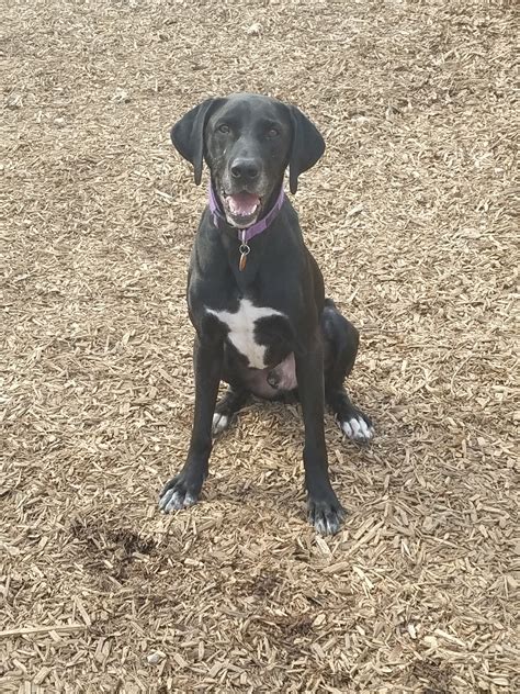 german shorthaired pointer lab mix puppies  sale texas german