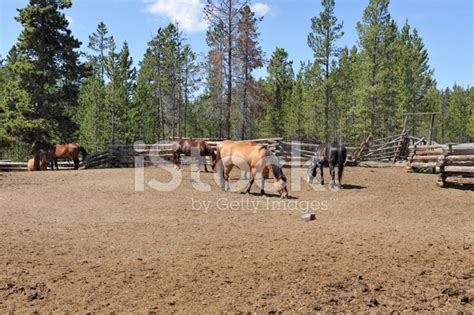 horse ranch stock photo royalty  freeimages