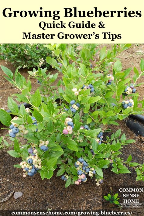 growing blueberries quick guide  master growers tips