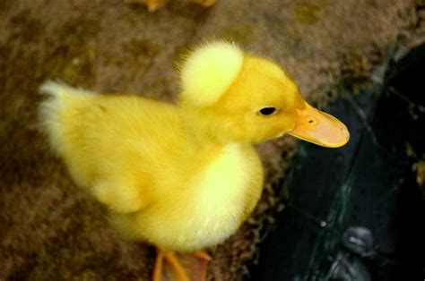 duckling  stock photo public domain pictures