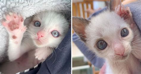 kitten  big eyes clings   family  saved  life