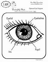 Eye Kids Coloring Kindergarten Parts Eyes Human Anatomy Worksheets Clipart Printable Google Activities sketch template