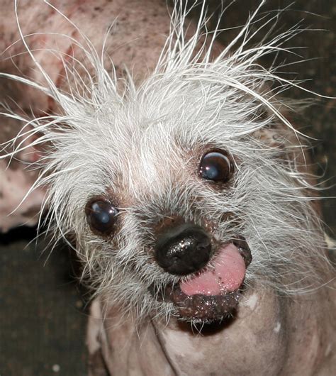 mangy mutts  bark    worlds ugliest dog title  york post