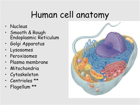 human cell anatomy anatomical charts posters