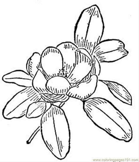 coloring pages magnolia  natural world flowers  printable