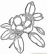 Magnolia Coloring Flower Pages Flowers Printable Color Vector Getcolorings Natural Getdrawings sketch template