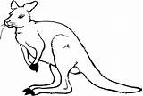 Kangaroo Australian Coloring Pages Animal Template Animals Clipart Outline Printable Kids Colouring Colour Drawing Wallaby Kangourou Coloriage Clip Color Templates sketch template