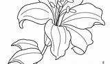 Lily Lilies Stargazer Getdrawings Hibiscus Monet sketch template