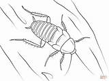 Cockroach Coloring Pages Ladybug Supercoloring Printable Insects Drawings Results 1199 98kb sketch template
