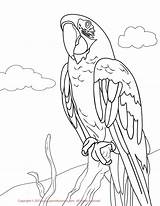 Macaw Coloring Pages Yellow Green Drawing Parakeet Kids Red Hawk Printable Color Greenwing Print Drawings Macaws Draw Jacket Colorings Getcolorings sketch template