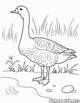 Coloring Pages Animals Domestic Gif Shore Goose sketch template