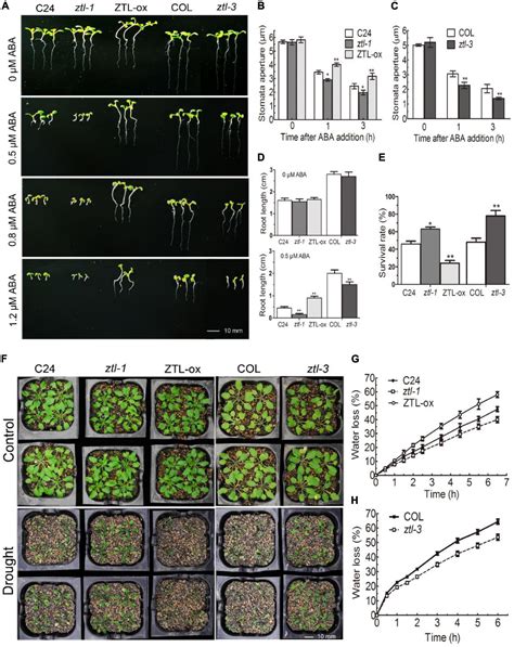 frontiers  key clock component zeitlupe ztl negatively regulates aba signaling