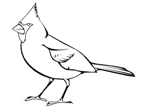 cardinal bird coloring page embroidery pinterest coloring