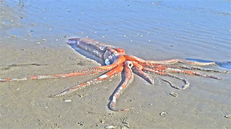 stunningly intact giant squid washes ashore  south africa