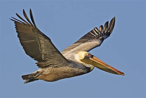 pelican animal wildlife