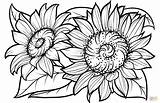 Sunflower Easy Sunflowers Supercoloring Enormous sketch template