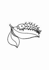 Raupe Caterpillar Oruga Malvorlage Chenille Colorare Rups Ausmalbild Larva Kleurplaat Schmetterling Dibujos Educima Schulbilder Coloriages Malvorlagen sketch template