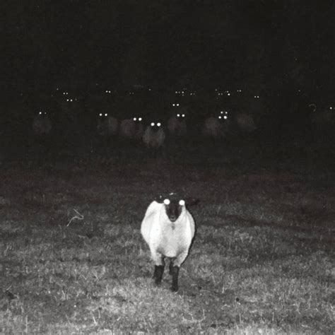 sheep at night look terrifying barnorama