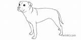 Dog Staffordshire Terrier Staffy Bull Colouring Sheets Illustration Twinkl sketch template