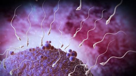 male fertility losing weight and cancer drugs boost sperm bbc news
