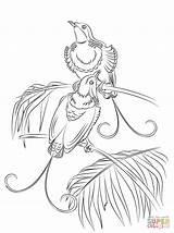 Paradise Coloring Bird Pages Hollands King Quetzal Getcolorings Para Printable Realistic Bonanza sketch template