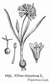 Allium Triquetrum Designlooter Leek Lauch sketch template