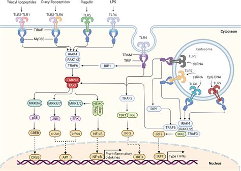 toll  receptor signaling pathway nod  receptor signaling