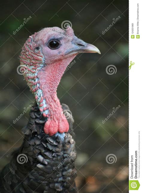 pictures of a turkey bilscreen