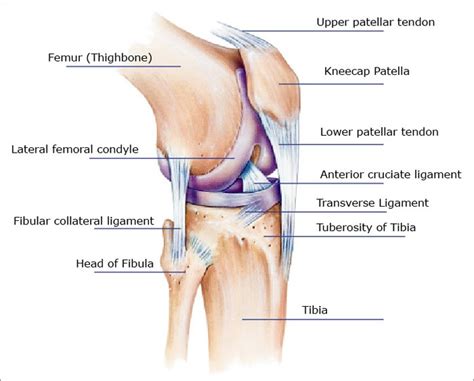 knee diagram acl pcl mcl datewakayo