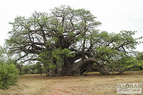 sagole big tree baobab gigant baobab