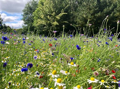 shropshire wildflower meadow hailed  success shropshire star