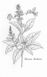 Basil Drawing Plant Botanical Illustration Herbs Drawings Holy Line Herb Illustrations Paintingvalley sketch template
