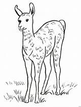 Llama Misses sketch template