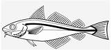 Cod Line Fish 999px Codfish Coloring Pages Pngkit sketch template