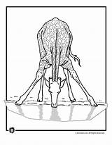 Giraffe Drinking Water Coloring Clipart Animal Colouring Pages Library Outline Popular sketch template