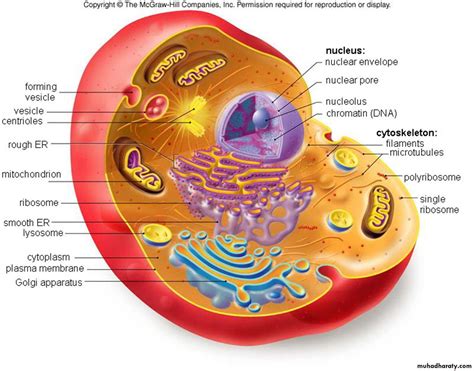 cell physiology pptx daalya muhadharaty