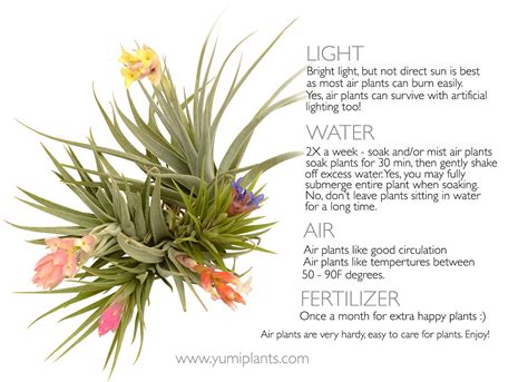 air plants care instructions yumi jewelry plants