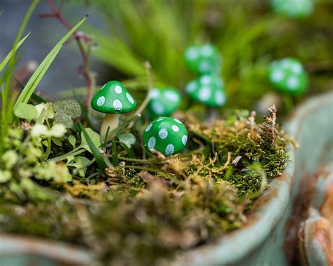 6pc miniature fairy tiny mixed size mushroom fairy garden etsy