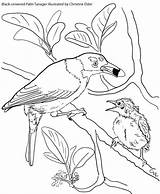 Coloring Birds Tanager Book Crowned Palm Caribbean sketch template