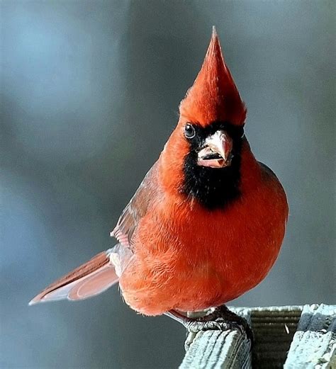 cardinal  cardinal birds bird feeders