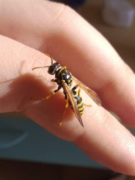 european paper wasp queen  finally waking   hibernation