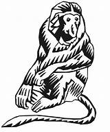 Monkey Proboscis Coloring 47kb 795px sketch template