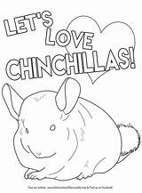 Chinchilla Chinchillas sketch template