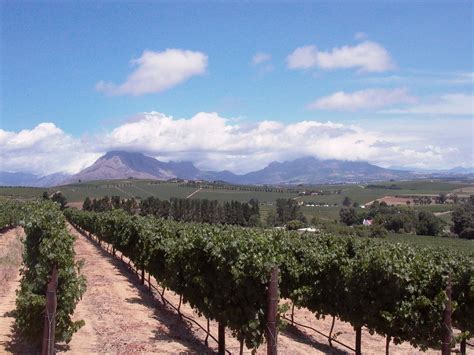 winery wine route   photo  freeimages