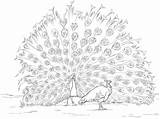 Coloring Coloriage Indian Pages Paon Peafowls Dessin Imprimer Peacock Dessiner Colorier Peafowl Printable Choose Board Kids sketch template