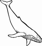 Whale Humpback Fin sketch template